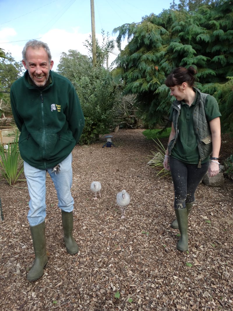 9_B. Bird Keepers Nick and Jade take Mambo and Ringo for their first walk around the Park 9_B. Bird Keepers Nick and Jade take Mambo and Ringo for their first walk around the Park
