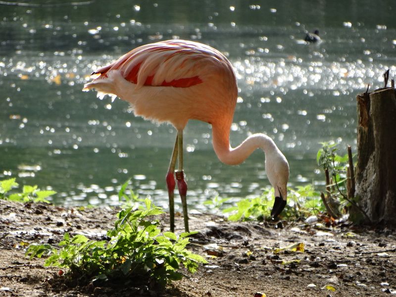 11_Flamingo adult by the lake 11_Flamingo adult by the lake