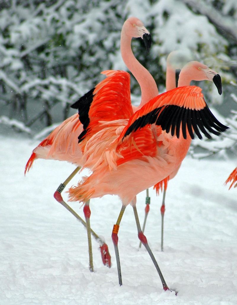 12_Flamingos in snow 3 CWP (Louise Peat photographer) 12_Flamingos in snow 3 CWP (Louise Peat photographer)