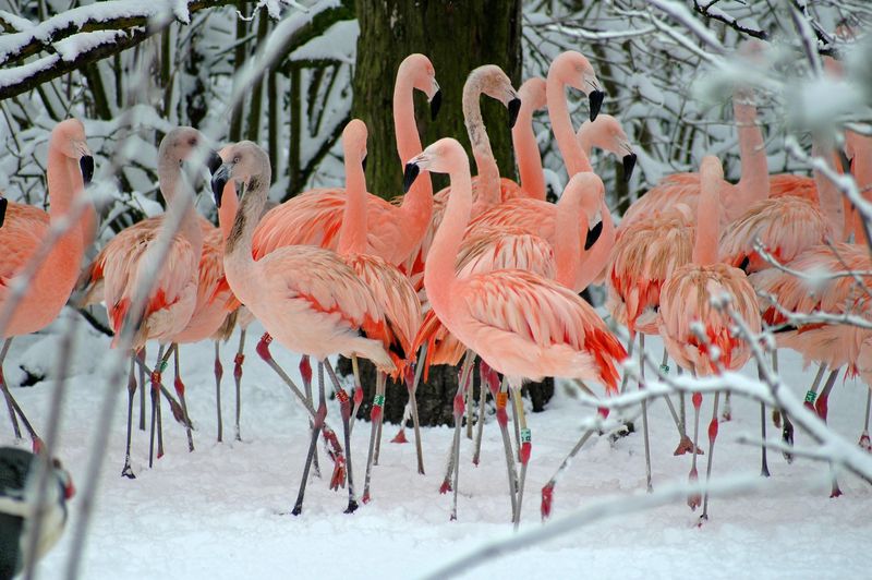 13_Flamingos_in_snow_CWP (Louise Peat photographer) 13_Flamingos_in_snow_CWP (Louise Peat photographer)