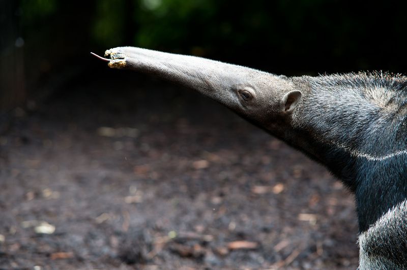 5_(6) The anteater's tongue is approximately 50 centimetres in length! They use the tongue to mop up insects and can eat up to 30,000 insects in a single day! 5_(6) The anteater's tongue is approximately 50 centimetres in length! They use the tongue to mop up insects and can eat up to 30,000 insects in a single day!