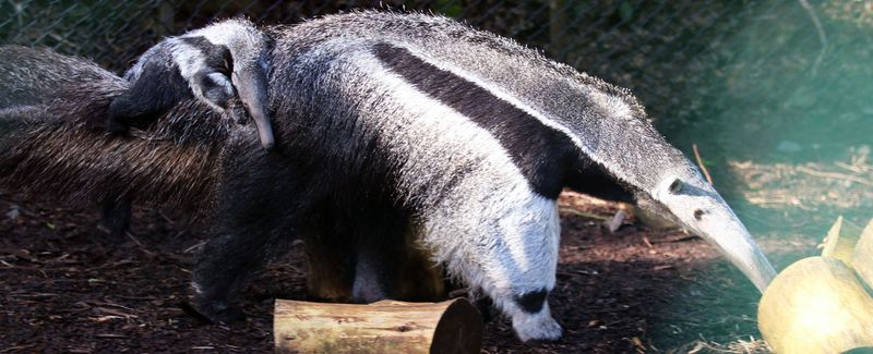 7_(7) There are only 200 giant anteaters living in zoos around the world, as part of the breeding programme, and Pancho and Kara are the only breeding pair in Ireland! 7_(7) There are only 200 giant anteaters living in zoos around the world, as part of the breeding programme, and Pancho and Kara are the only breeding pair in Ireland!