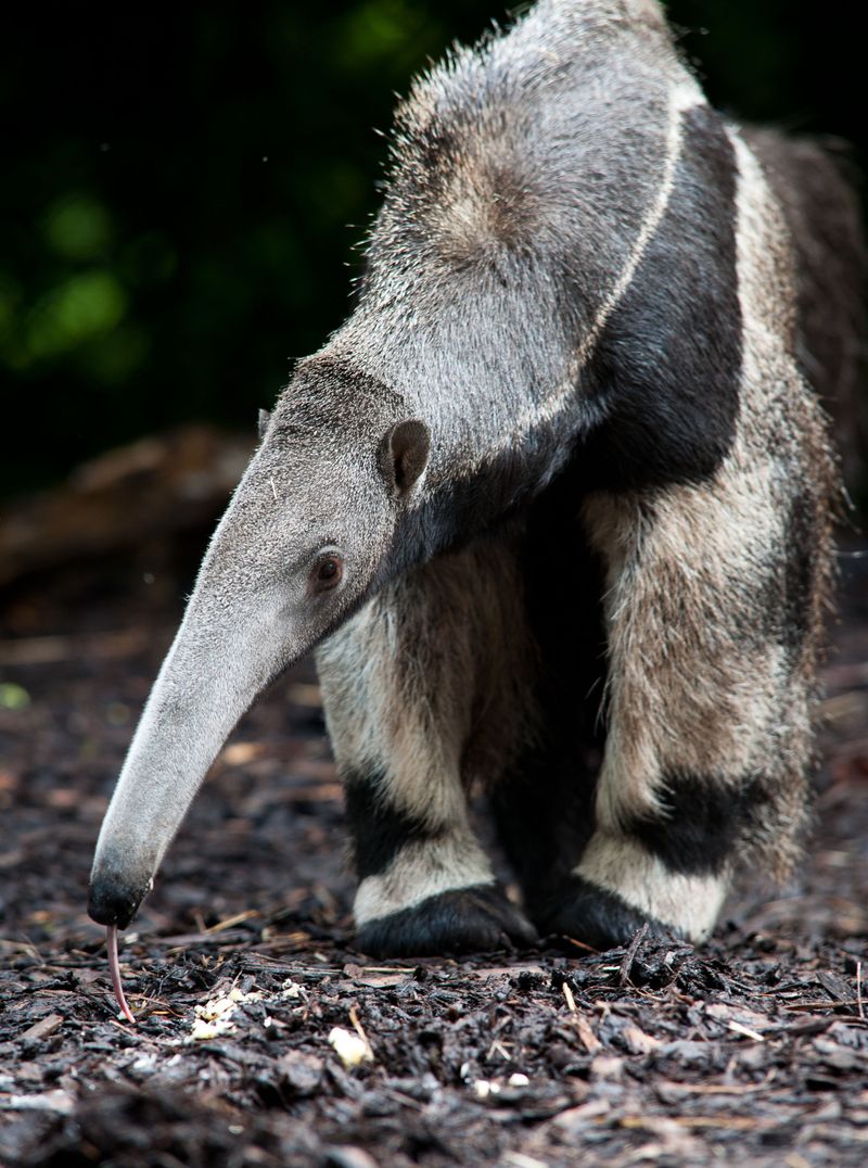 6_(4) This endangered South American mammal was born to parents, Pancho and Kara (adult pictured). 6_(4) This endangered South American mammal was born to parents, Pancho and Kara (adult pictured).