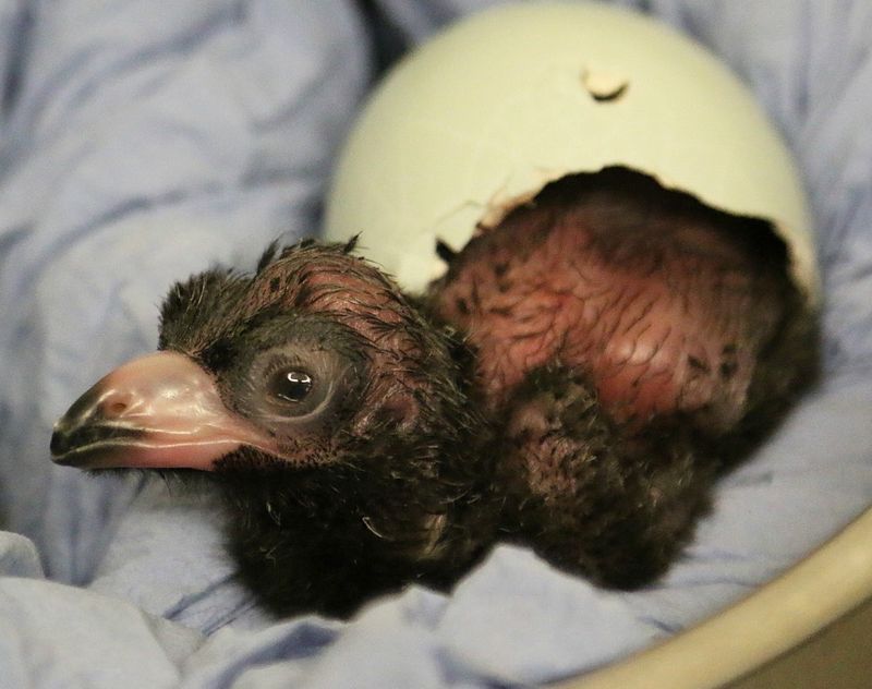 Great Blue Touraco Chick at Paradise Park Cornwall