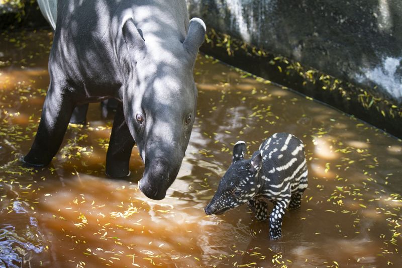 5_16_5_23_Baby_Tapir_JP_28 5_16_5_23_Baby_Tapir_JP_28