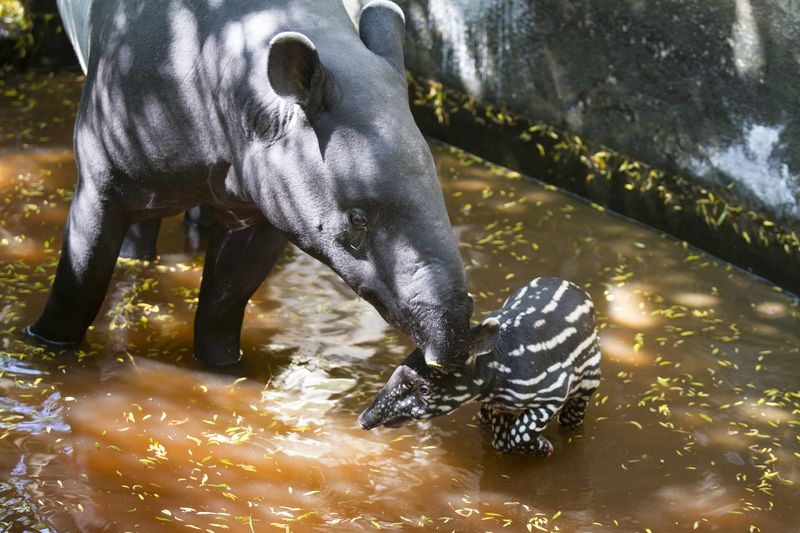 6_16_5_23_Baby_Tapir_JP_27 6_16_5_23_Baby_Tapir_JP_27