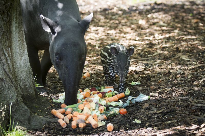 9_16_5_23_Baby_Tapir_JP_33 9_16_5_23_Baby_Tapir_JP_33