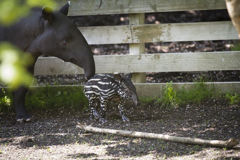 10_16_5_23_Baby_Tapir_JP_31 10_16_5_23_Baby_Tapir_JP_31