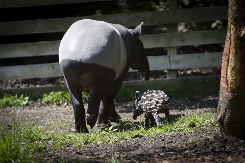 12_16_5_23_Baby_Tapir_JP_38 12_16_5_23_Baby_Tapir_JP_38