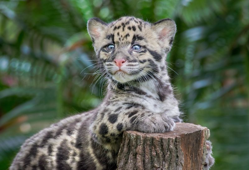 5_TLPZ Clouded leopard cubs (4) by Caitlin Chase 5_TLPZ Clouded leopard cubs (4) by Caitlin Chase