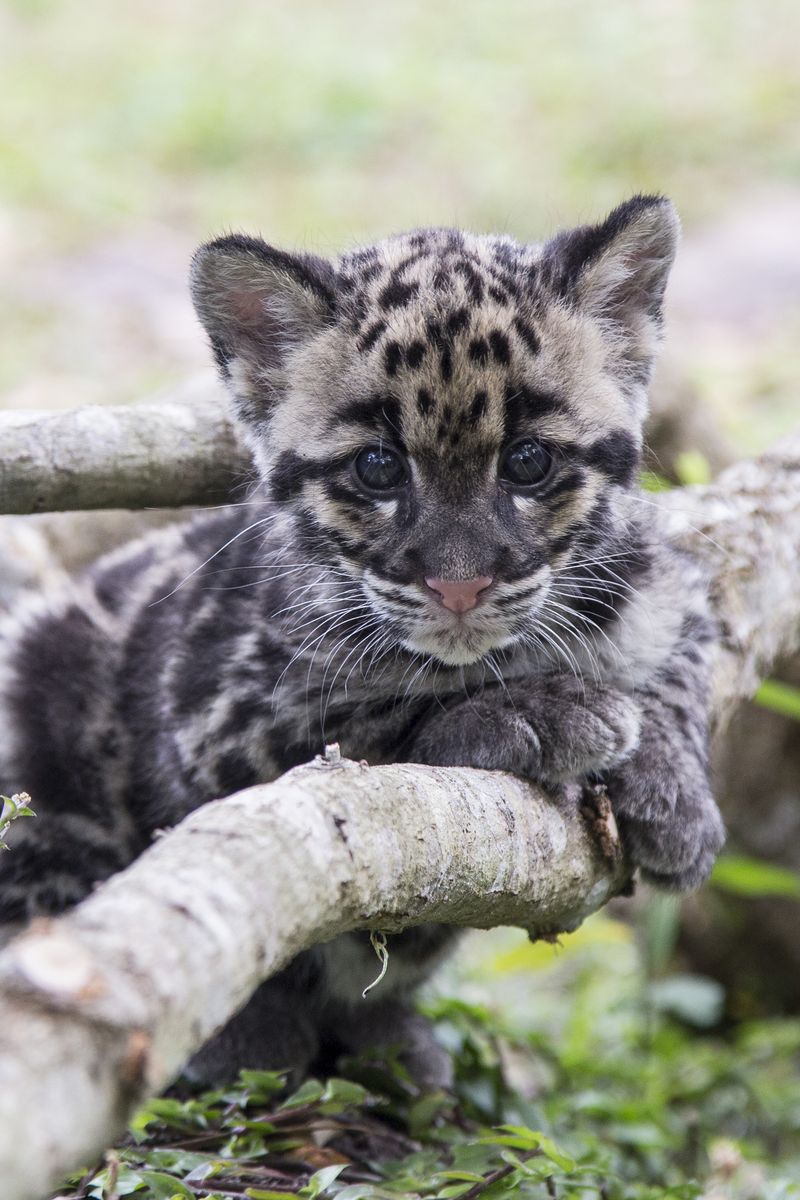 9_TLPZ Clouded leopard cubs (10) by Zootastic 9_TLPZ Clouded leopard cubs (10) by Zootastic