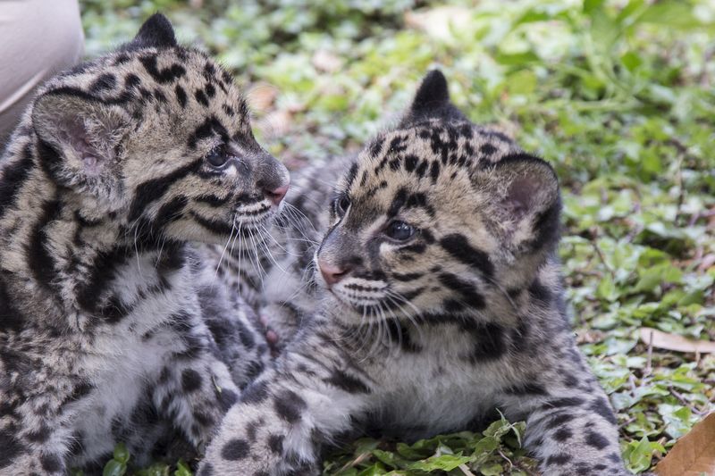 10_TLPZ Clouded leopard cubs (9) by Zootastic 10_TLPZ Clouded leopard cubs (9) by Zootastic