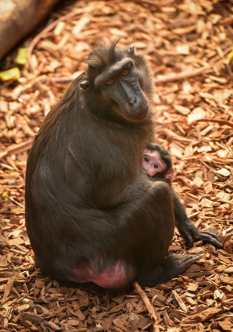 9_A week-old Sulawesi macaque is nursed by mum Lisa 9_A week-old Sulawesi macaque is nursed by mum Lisa