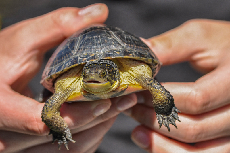 1_Blanding's Turtles (June 2016) _ credit Heike Reuse (2) 1_Blanding's Turtles (June 2016) _ credit Heike Reuse (2)