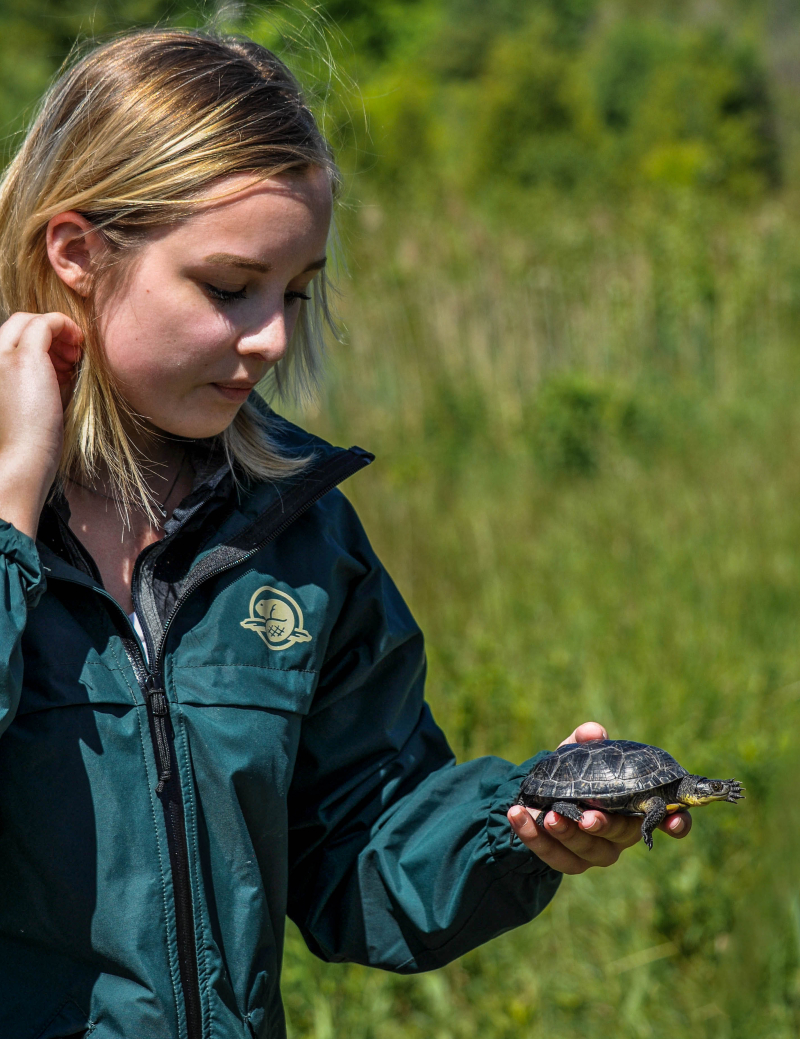 6_Blanding's Turtles (June 2016) _ credit Heike Reuse (6) 6_Blanding's Turtles (June 2016) _ credit Heike Reuse (6)