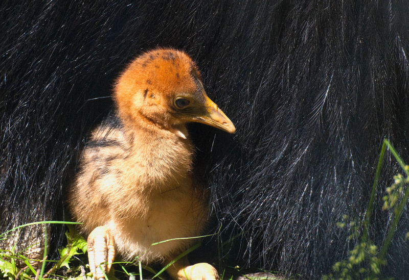 7_no.10-chick & male
