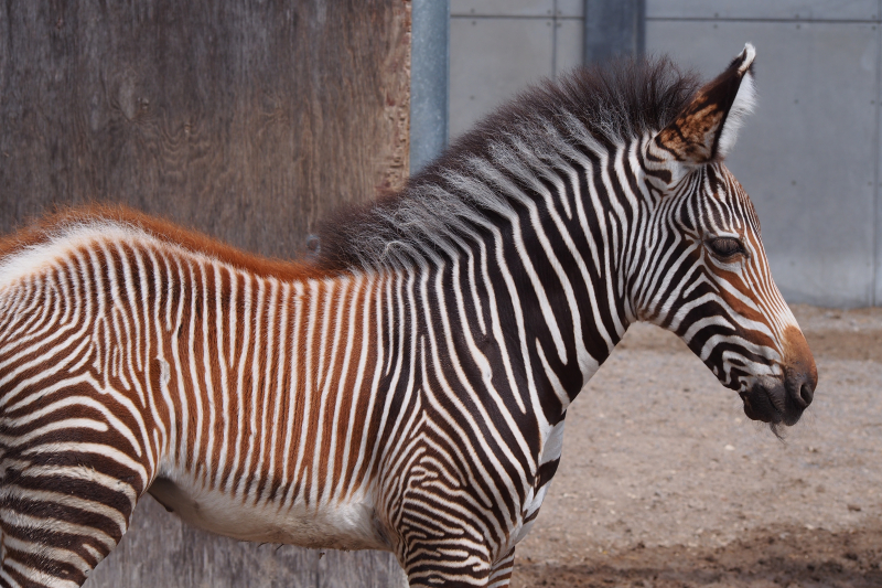 4_TZ_GrevysZebraFoal_Photo Credit - K.Haider, Toronto Zoo - 4