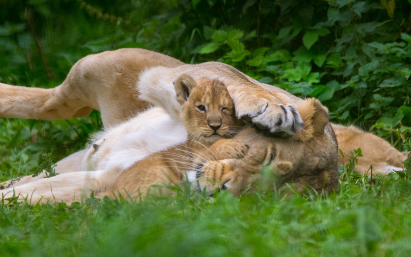 Cotswold Wildlife Park's Lion cubs DSC_0156 (11) photo credit Natasha Jefferies Cotswold Wildlife Park's Lion cubs DSC_0156 (11) photo credit Natasha Jefferies