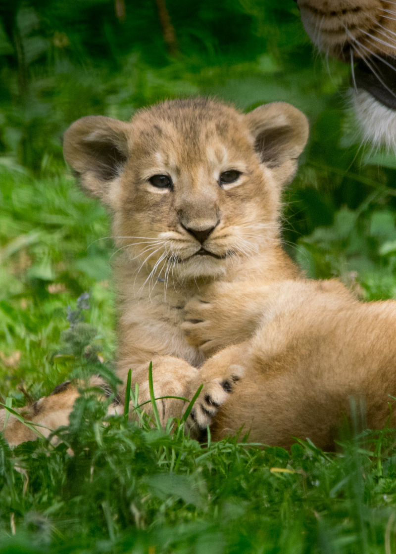 Cotswold Wildlife Park's Lion cubs DSC_0156 (5) photo credit Natasha Jefferies Cotswold Wildlife Park's Lion cubs DSC_0156 (5) photo credit Natasha Jefferies