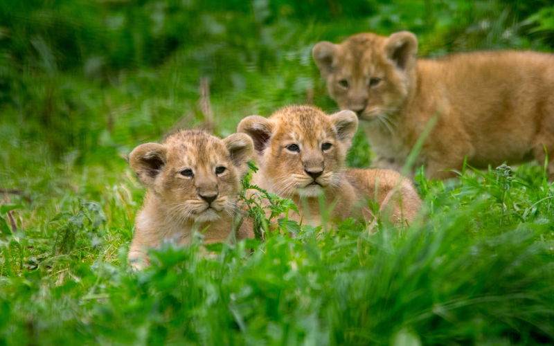 Cotswold Wildlife Park's Lion cubs DSC_0156 (8) photo credit Natasha Jefferies Cotswold Wildlife Park's Lion cubs DSC_0156 (8) photo credit Natasha Jefferies