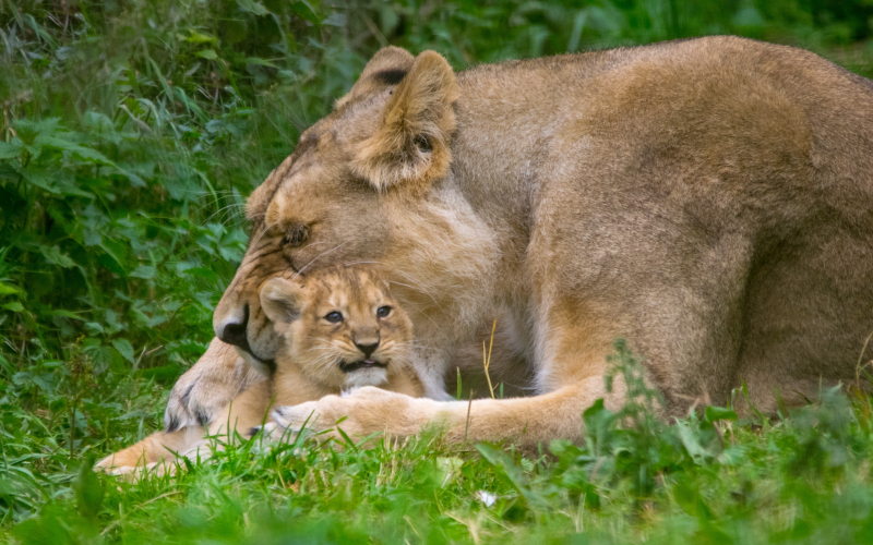 Cotswold Wildlife Park's Lion cubs DSC_0156 (10) photo credit Natasha Jefferies Cotswold Wildlife Park's Lion cubs DSC_0156 (10) photo credit Natasha Jefferies