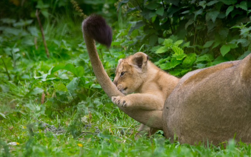 Cotswold Wildlife Park's Lion cubs DSC_0156 (17) photo credit Natasha Jefferies Cotswold Wildlife Park's Lion cubs DSC_0156 (17) photo credit Natasha Jefferies