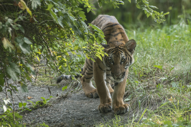 5_Julie Larsen Maher_4415_Malayan Tiger Cubs_TM_BZ_08 29 16 5_Julie Larsen Maher_4415_Malayan Tiger Cubs_TM_BZ_08 29 16