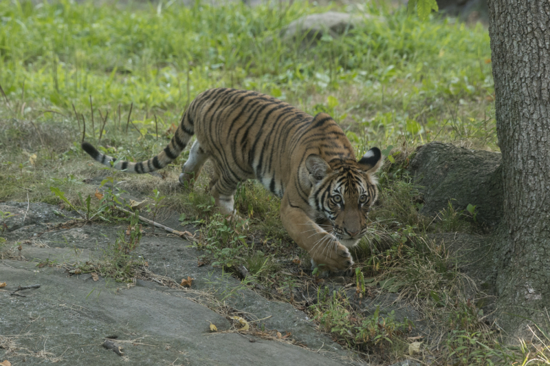 10_Julie Larsen Maher_4476_Malayan Tiger Cubs_TM_BZ_08 29 16 10_Julie Larsen Maher_4476_Malayan Tiger Cubs_TM_BZ_08 29 16