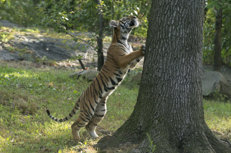 11_Julie Larsen Maher_4463_Malayan Tiger Cubs_TM_BZ_08 29 16 11_Julie Larsen Maher_4463_Malayan Tiger Cubs_TM_BZ_08 29 16