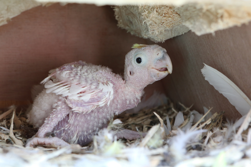 5_Yellow-crested Cockatoo chick in nest box Paradise Park 5_Yellow-crested Cockatoo chick in nest box Paradise Park