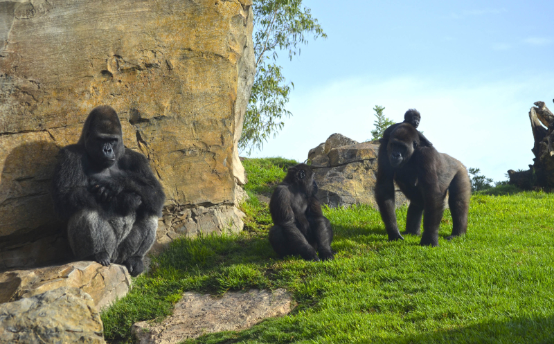 3_BIOPARC VALENCIA - Grupo reproductor de gorilas - MAMBIE, NALANI su bebé y el pequeño EBO (2) 3_BIOPARC VALENCIA - Grupo reproductor de gorilas - MAMBIE, NALANI su bebé y el pequeño EBO (2)