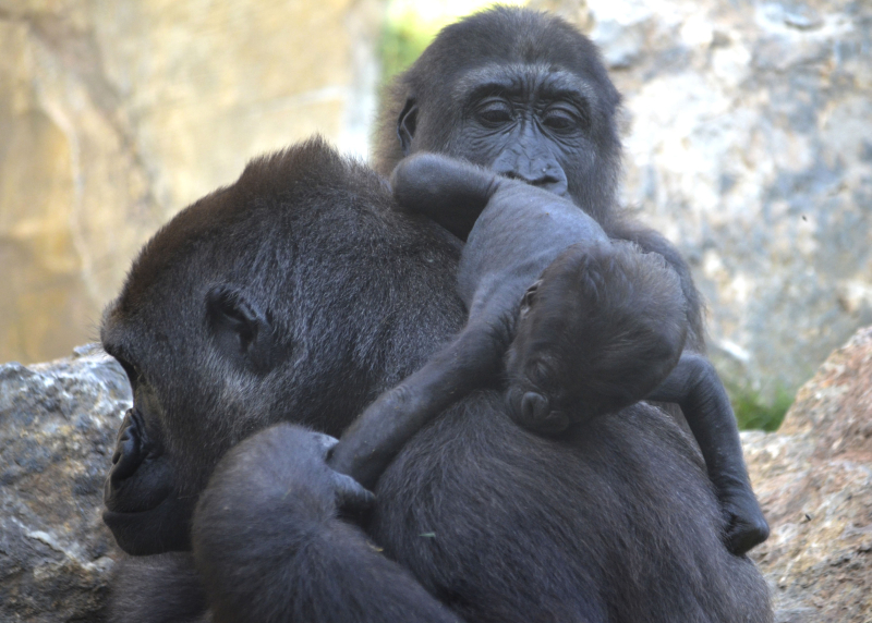 2_OCTUBRE 2016 - BIOPARC Valencia - La gorila Nalani y su bebé y Ebo 2_OCTUBRE 2016 - BIOPARC Valencia - La gorila Nalani y su bebé y Ebo