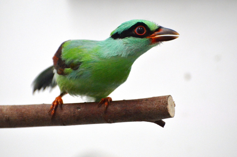 1_Javan green magpie chick at Chester Zoo (2) 1_Javan green magpie chick at Chester Zoo (2)