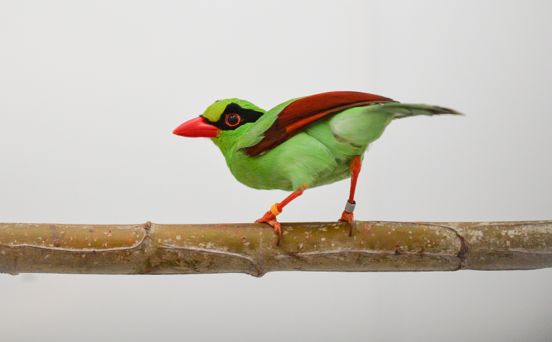 2_Javan green magpie parent at Chester Zoo (2) 2_Javan green magpie parent at Chester Zoo (2)