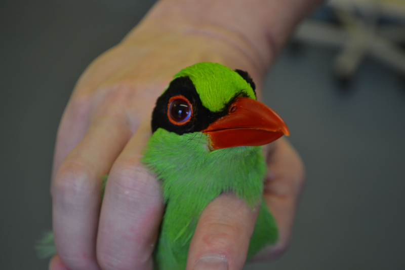 5_Javan green magpie vet check at Chester Zoo (3) 5_Javan green magpie vet check at Chester Zoo (3)