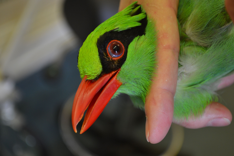 7_Javan green magpie vet check at Chester Zoo (5) 7_Javan green magpie vet check at Chester Zoo (5)