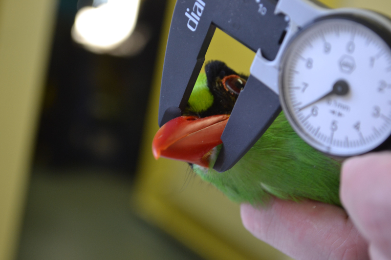 8_Javan green magpie vet check at Chester Zoo (1) 8_Javan green magpie vet check at Chester Zoo (1)