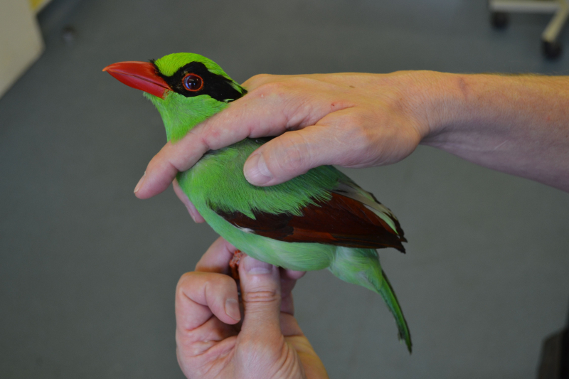 9_Javan green magpie vet check at Chester Zoo (2) 9_Javan green magpie vet check at Chester Zoo (2)