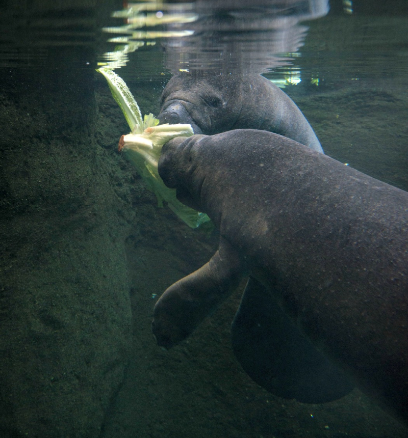Manatees 9053 - Grahm S. Jones, Columbus Zoo and Aquarium Manatees 9053 - Grahm S. Jones, Columbus Zoo and Aquarium