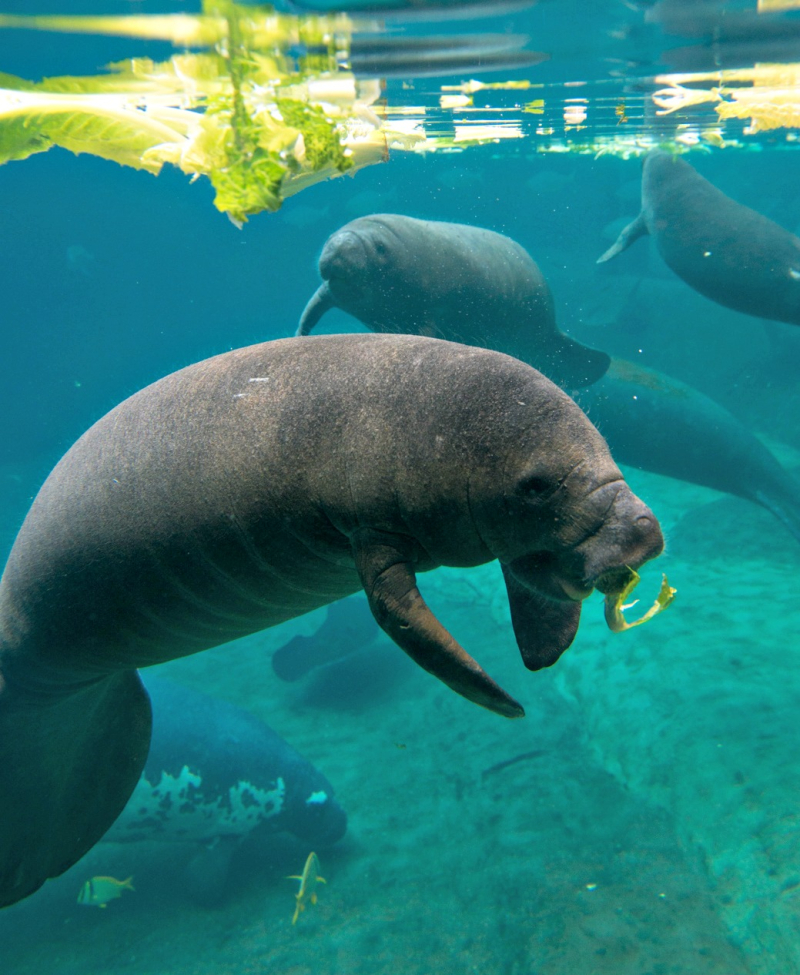 Manatees 9193 - Grahm S. Jones, Columbus Zoo and Aquarium Manatees 9193 - Grahm S. Jones, Columbus Zoo and Aquarium