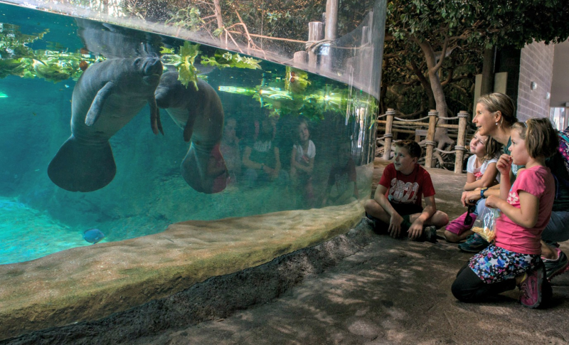 Manatees 8814 (Millennium and Falcon) - Grahm S. Jones, Columbus Zoo and Aquarium Manatees 8814 (Millennium and Falcon) - Grahm S. Jones, Columbus Zoo and Aquarium