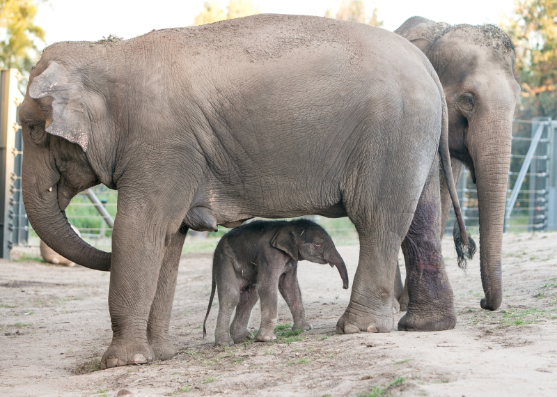 3_Elephant calf at Taronga Western Plains Zoo by Rick Stevens (3) 3_Elephant calf at Taronga Western Plains Zoo by Rick Stevens (3)