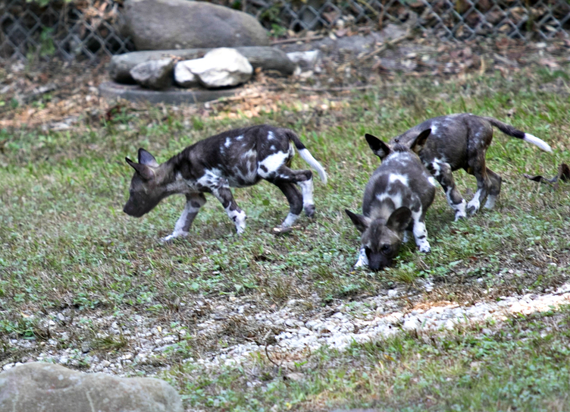 Painteddog2708 Painteddog2708
