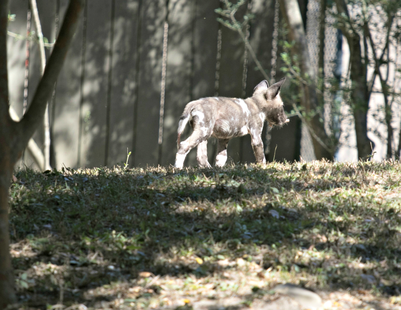 Painteddog2779 Painteddog2779