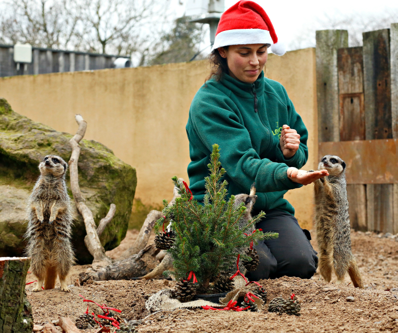 Meerkat Christmas treat 9c) ZSL London Zoo (6) Meerkat Christmas treat 9c) ZSL London Zoo (6)
