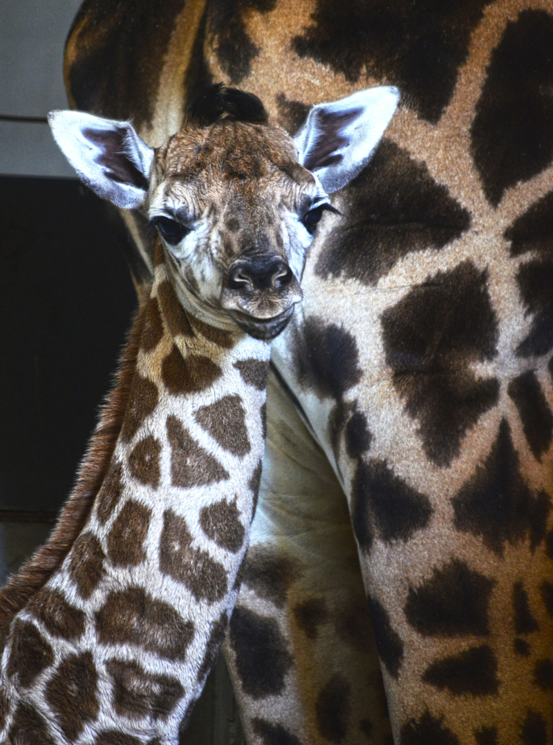 1_Cobijo interior de BIOPARC Valencia - Cría de jirafa Baringo recién nacida - noviembre 2016 (4) 1_Cobijo interior de BIOPARC Valencia - Cría de jirafa Baringo recién nacida - noviembre 2016 (4)