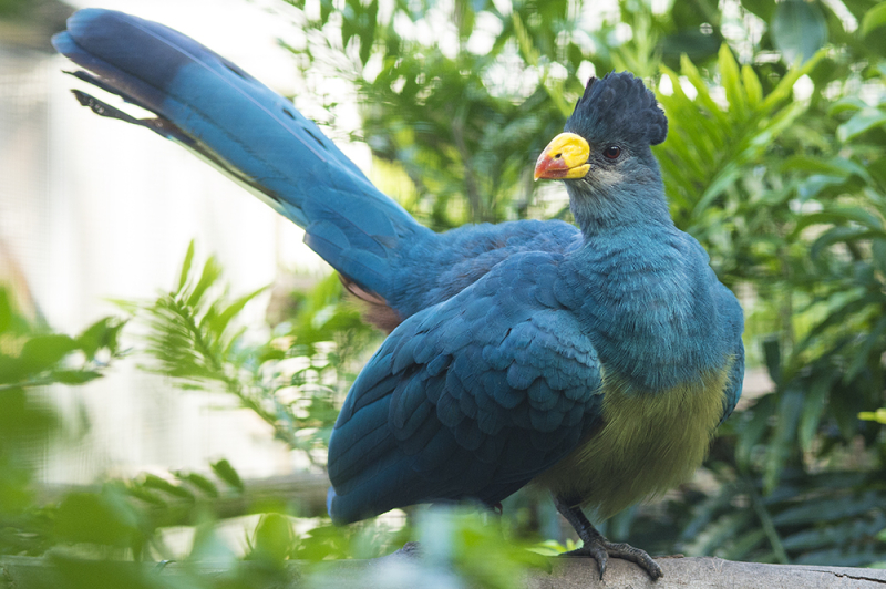 4_Blue Turaco adult 2A