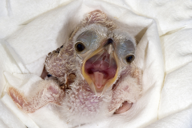 4_Secretary Bird Hatchling A 4_Secretary Bird Hatchling A