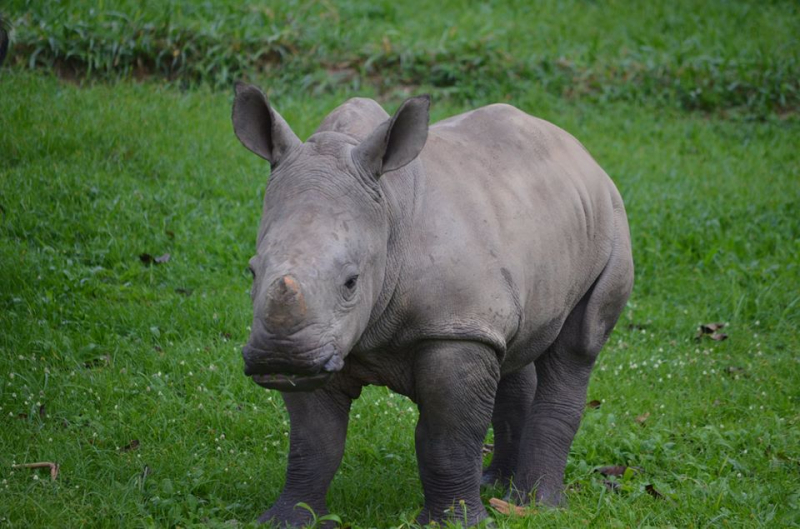 2_New Rhino baby at Ziwa1