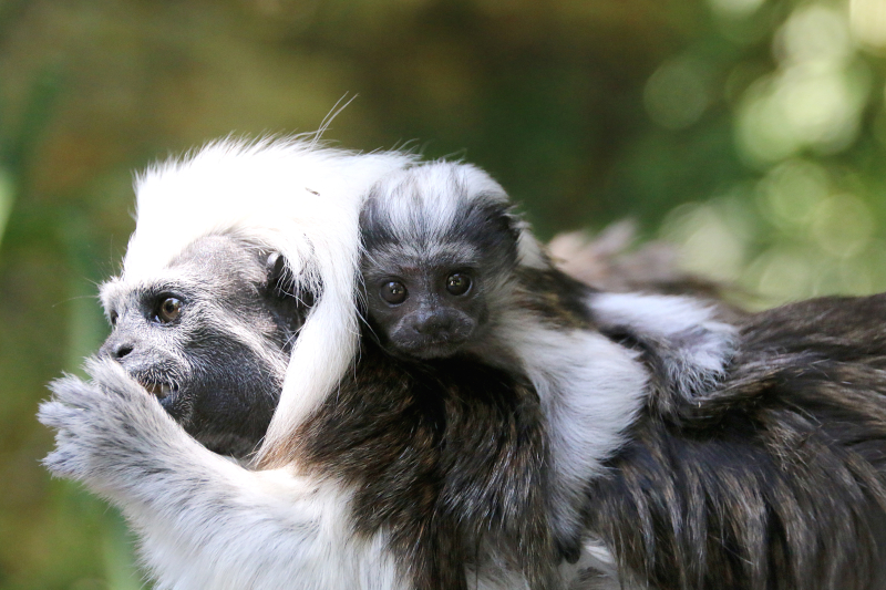 5_Tamarin Baby 9_Photo by Paul Fahy 5_Tamarin Baby 9_Photo by Paul Fahy
